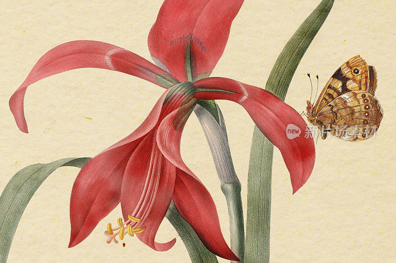 红色的孤顶花和一只蝴蝶|复古植物艺术